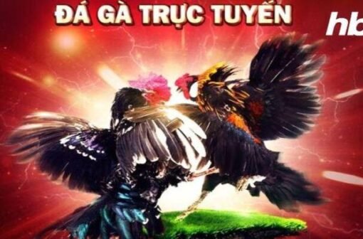 Đá Gà HB88 – Nơi Niềm Tin Và May Mắn Giao Thoa